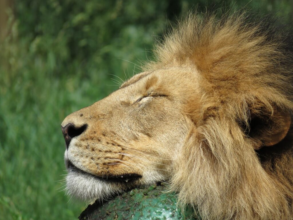 Calgary Zoo Lion