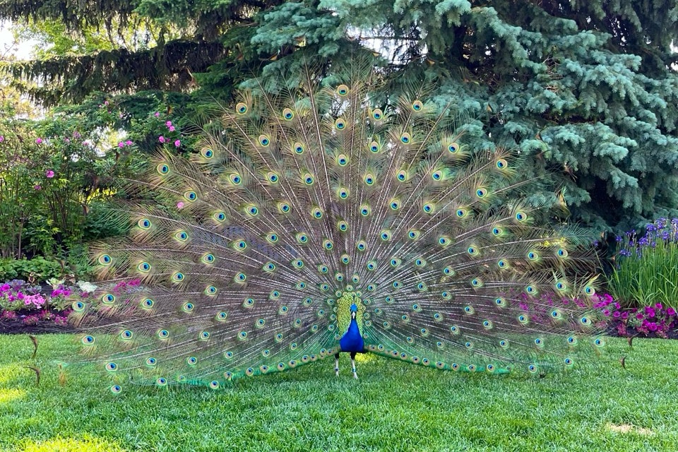 Calgary Zoo Peacock