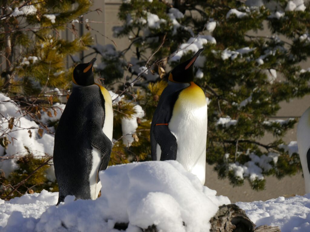 Calgary Zoo Penguin